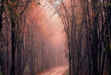 [中超]武磊边路传中 古斯塔沃头球破门.